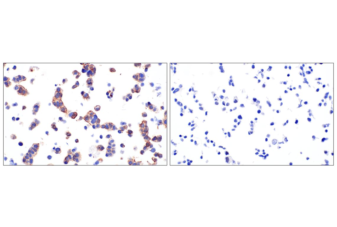 Immunohistochemistry Image 5: OMG (F8B7X) Rabbit Monoclonal Antibody