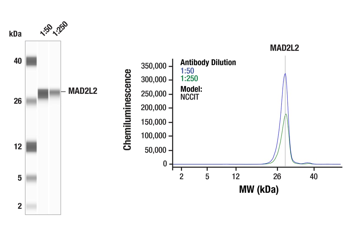 Western Blotting Image 1: MAD2L2 (F9H9U) Rabbit Monoclonal Antibody