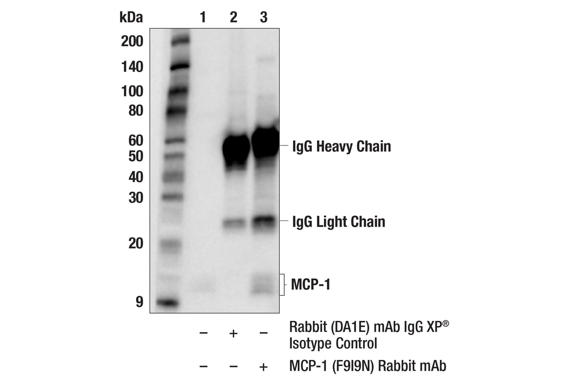 Immunoprecipitation Image 1: MCP-1 (F9I9N) Rabbit Monoclonal Antibody