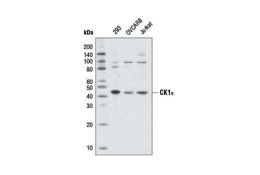 Western Blotting Image 2: CK1 epsilon Antibody