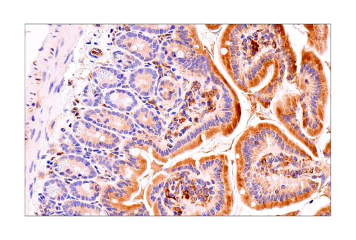 Immunohistochemistry Image 7: Tapasin (E6P2Z) Rabbit Monoclonal Antibody (BSA and Azide Free)