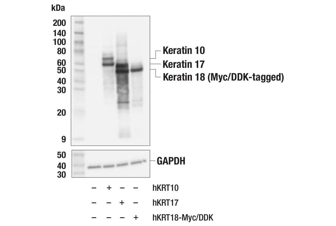 Western Blotting Image 2: Pan-Keratin (Type I) (E6S1S) Rabbit Monoclonal Antibody