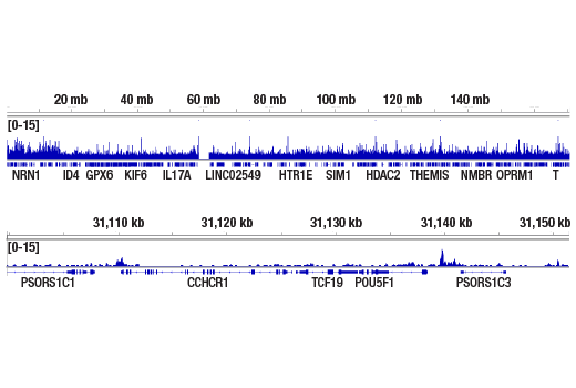undefined Image 17: BAF Complex Antibody Sampler Kit