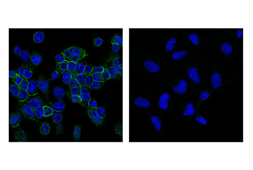 Immunofluorescence Image 1: CD11c (D3V1E) Rabbit Monoclonal Antibody
