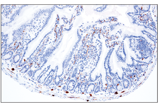 Immunohistochemistry Image 3: Phospho-Tau (Thr205) (E7D3E) Rabbit Monoclonal Antibody (BSA and Azide Free)