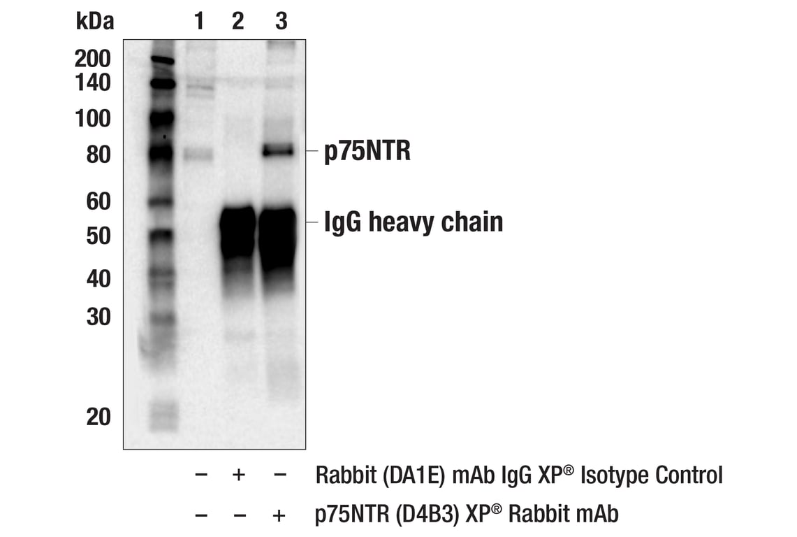 Immunoprecipitation Image 1: p75NTR (D4B3) Rabbit Monoclonal Antibody