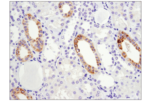 Immunohistochemistry Image 1: Arginase-2 (D9J1N) Rabbit Monoclonal Antibody