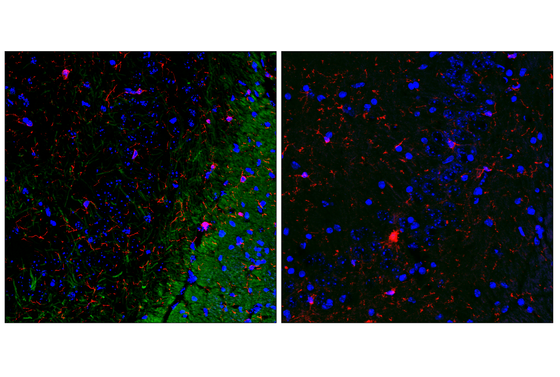 ヤマタイページ HAS3 antibody (15609-1-AP) | Proteintech