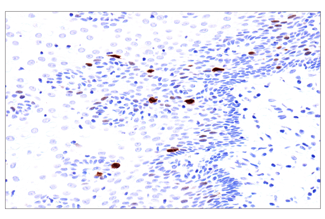 Phospho-NPM1 (Thr199) (E4C7S) Rabbit mAb (BSA and Azide Free