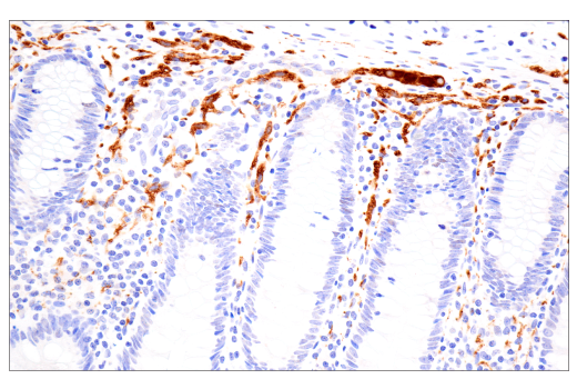 Immunohistochemistry Image 7: Phospho-Tau (Thr205) (E3E3B) Mouse Monoclonal Antibody