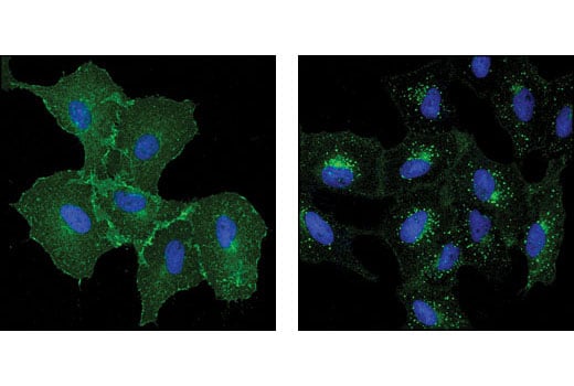 Immunofluorescence Image 1: EGF Receptor (D38B1) Rabbit Monoclonal Antibody (BSA and Azide Free)