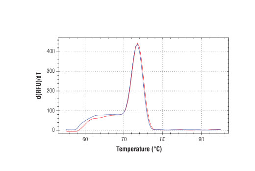 Chromatin Immunoprecipitation Image 2: SimpleChIP<sup>®</sup> Human KLK3 Promoter Primers
