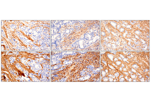 Immunohistochemistry Image 6: Hydroxyproline Antibody