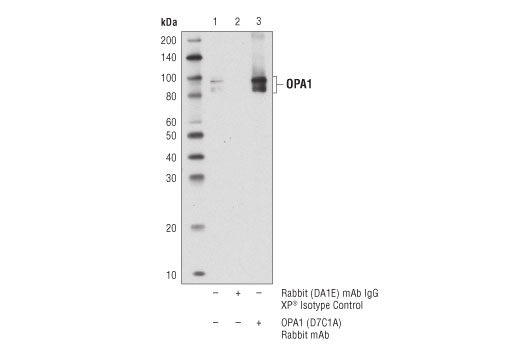 Immunoprecipitation Image 1: OPA1 (D7C1A) Rabbit Monoclonal Antibody