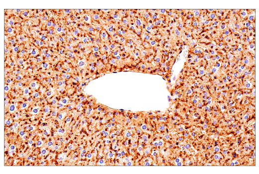 Immunohistochemistry Image 4: LAMP1 (E6N3R) Rabbit Monoclonal Antibody