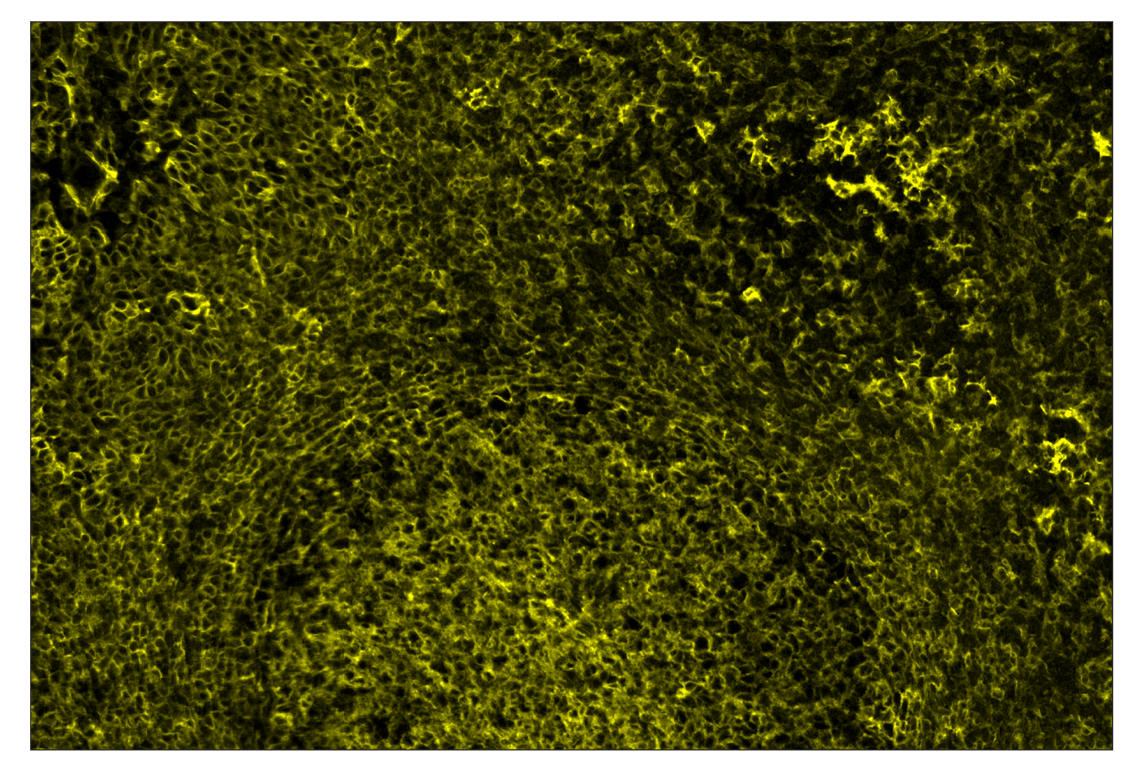 Immunohistochemistry Image 2: CD40 (D8W3N) & CO-0115-750 SignalStar<sup>™</sup> Oligo-Antibody Pair