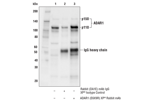 Immunoprecipitation Image 1: ADAR1 (E6X9R) Rabbit Monoclonal Antibody