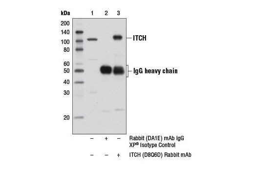 Immunoprecipitation Image 1: ITCH (D8Q6D) Rabbit Monoclonal Antibody