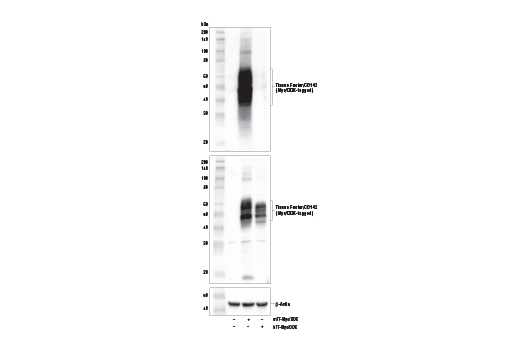 Western Blotting Image 3: Tissue Factor/CD142 (E2L3B) Rabbit Monoclonal Antibody