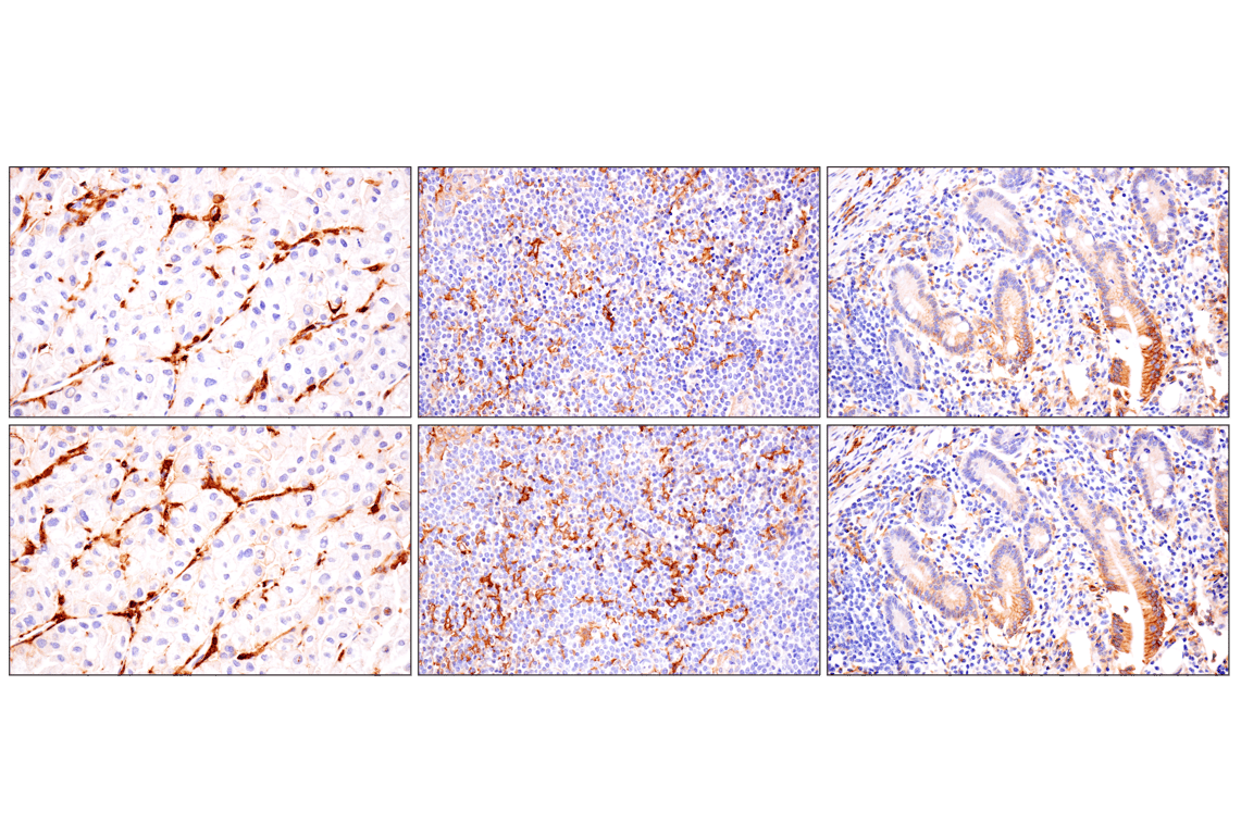 Immunohistochemistry Image 6: SLC40A1/Ferroportin-1 (F9U5S) Rabbit Monoclonal Antibody