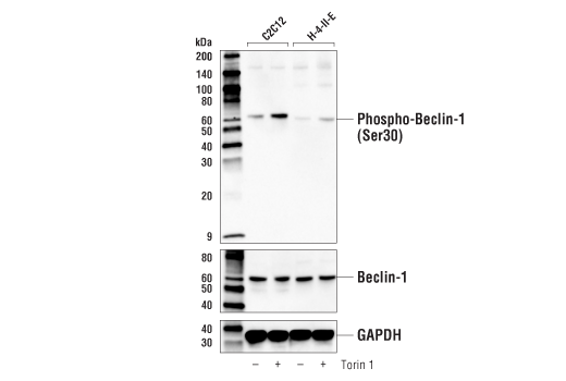 undefined Image 4: PhosphoPlus<sup>®</sup> Beclin-1 (Ser30) Antibody Duet