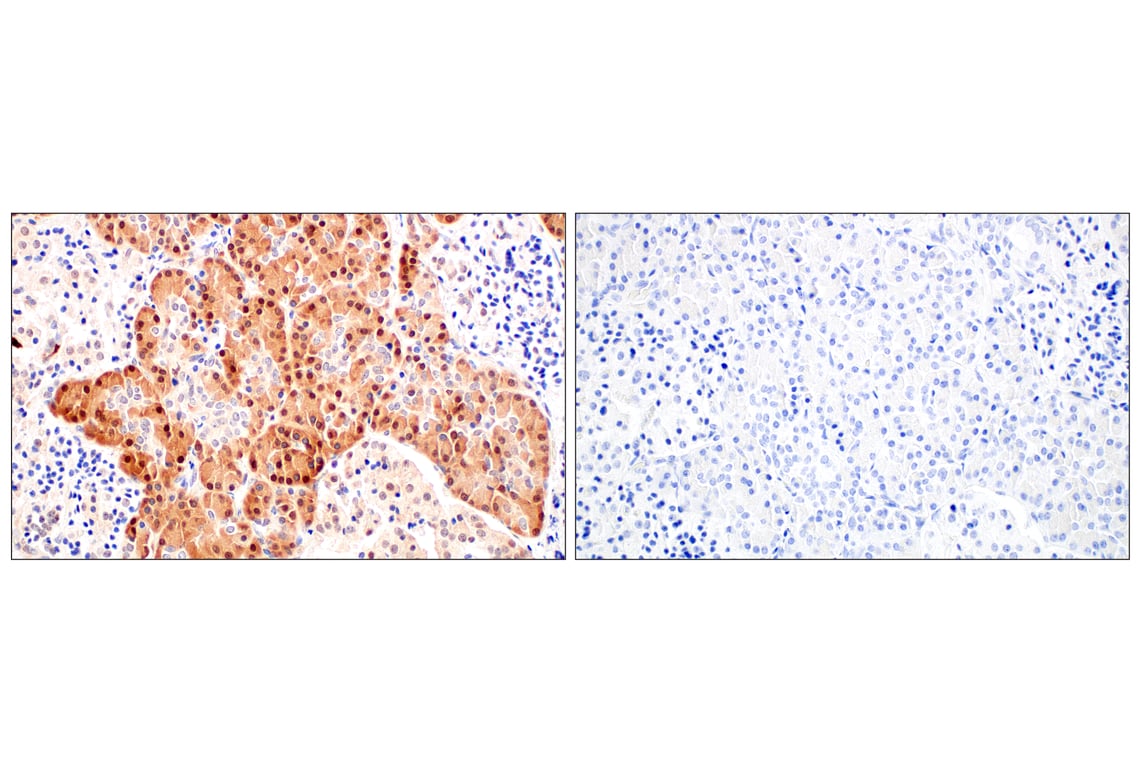 Immunohistochemistry Image 10: SerpinB1 (E4W7B) Rabbit Monoclonal Antibody