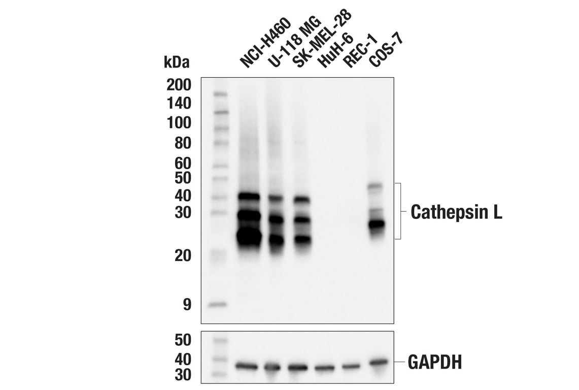 Western Blotting Image 1: Cathepsin L (E3R3P) Rabbit mAb