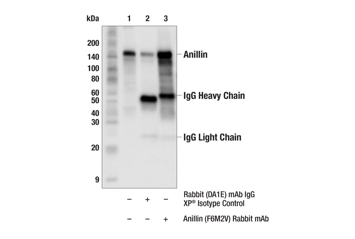 Immunoprecipitation Image 1: Anillin (F6M2V) Rabbit Monoclonal Antibody
