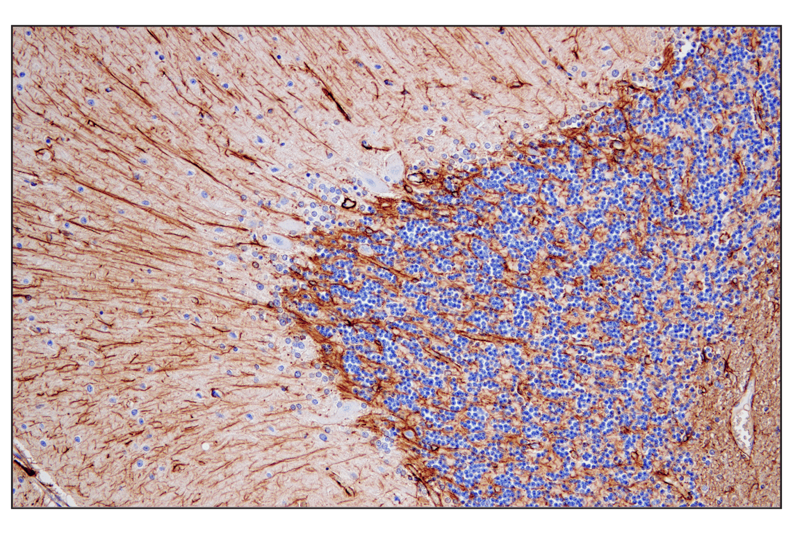 Immunohistochemistry Image 1: GFAP (E4L7M) XP<sup>®</sup> Rabbit mAb (BSA and Azide Free)