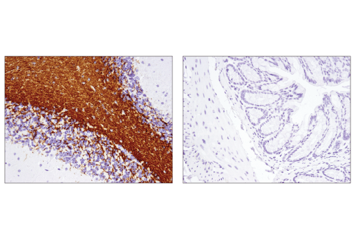 Immunohistochemistry Image 3: MOG (E5K6T) Rabbit Monoclonal Antibody (BSA and Azide Free)