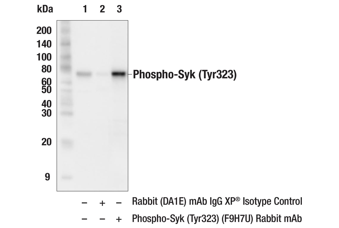 Immunoprecipitation Image 1: Phospho-Syk (Tyr323) (F9H7U) Rabbit Monoclonal Antibody