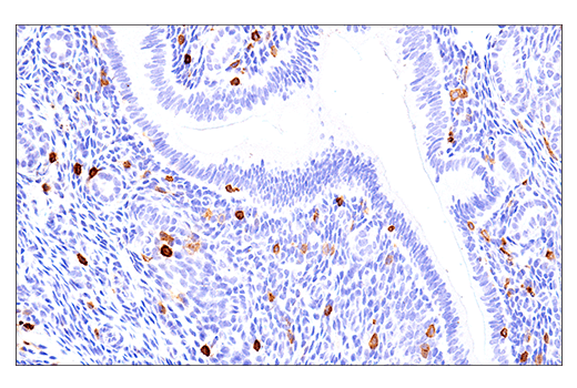 Immunohistochemistry Image 3: NK1.1/CD161 (E6Y9G) Rabbit Monoclonal Antibody