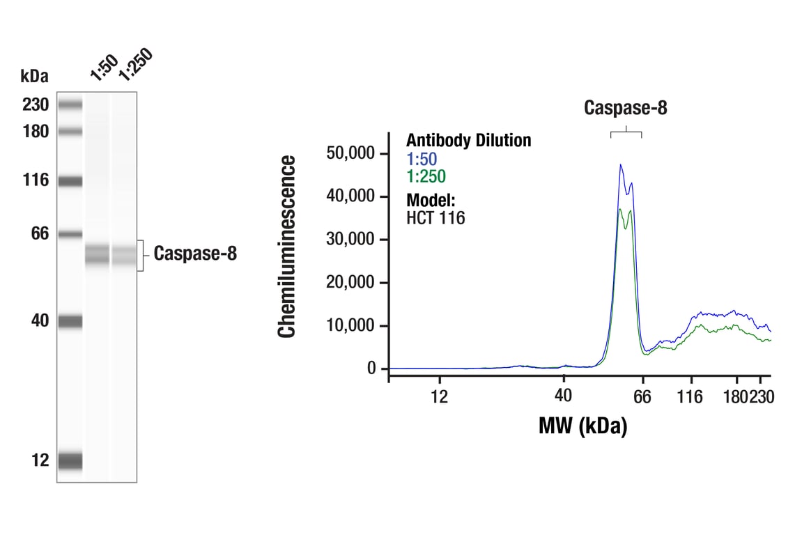 Western Blotting Image 1: Caspase-8 (F5K9P) Rabbit Monoclonal Antibody