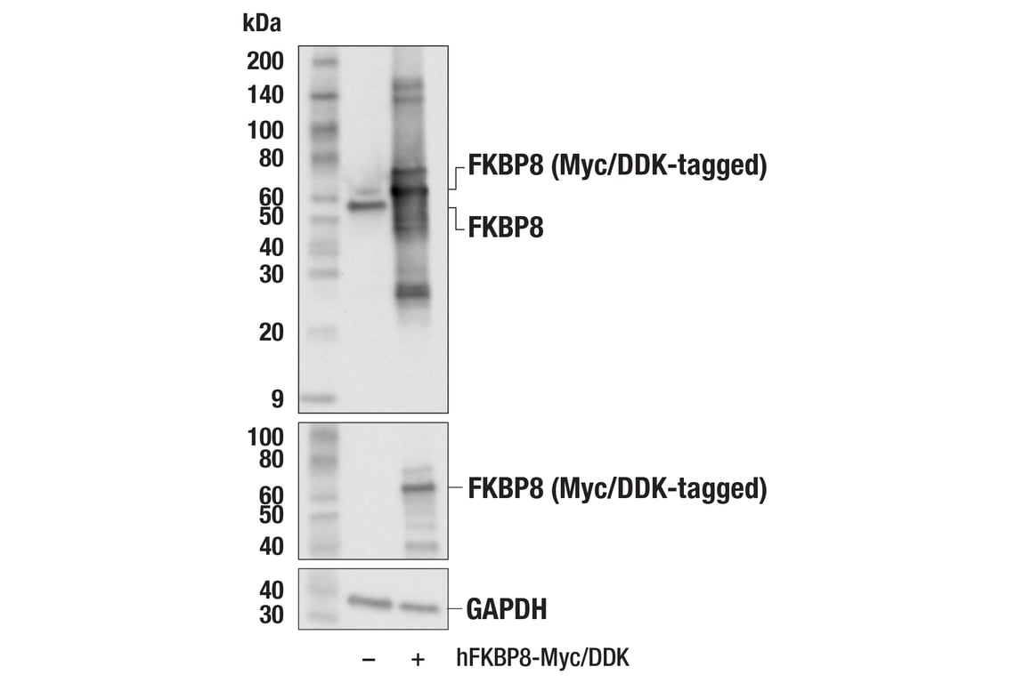 Western Blotting Image 2: FKBP8 (E6F3T) Rabbit Monoclonal Antibody