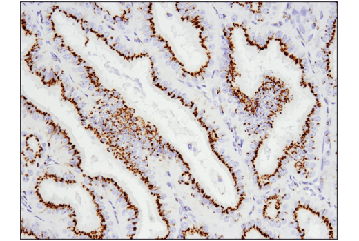 Immunohistochemistry Image 3: FAM3C (D1S2D) Rabbit Monoclonal Antibody