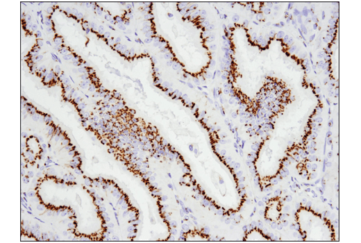 Immunohistochemistry Image 3: FAM3C (D1S2D) XP<sup>®</sup> Rabbit mAb