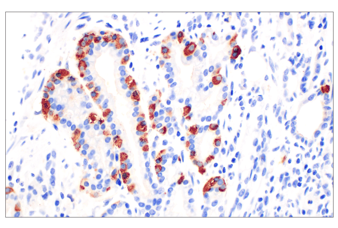 Immunohistochemistry Image 1: CHGA (F7D6H) Rabbit Monoclonal Antibody (BSA and Azide Free)