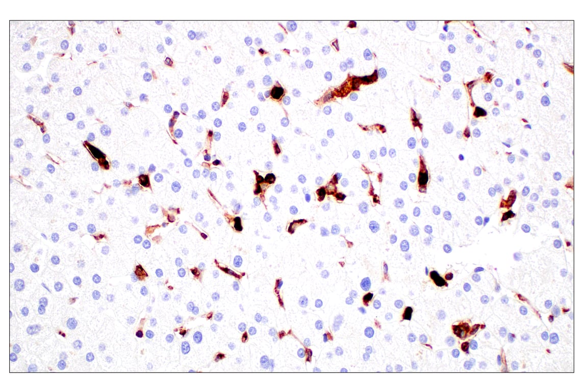 Immunohistochemistry Image 13: CD11b/ITGAM (E3J2F) Rabbit Monoclonal Antibody