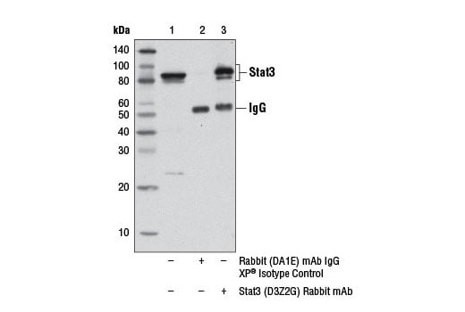 Immunoprecipitation Image 1: Stat3 (D3Z2G) Rabbit Monoclonal Antibody