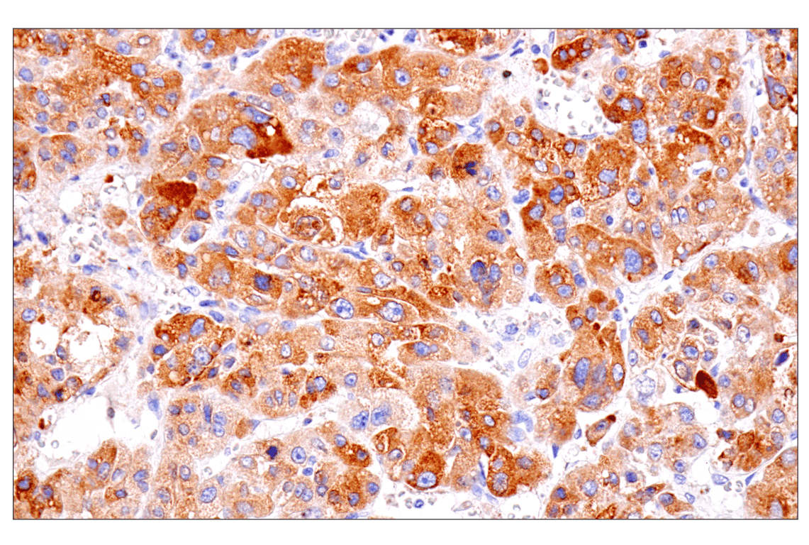 Immunohistochemistry Image 1: ENTPD5 (E5U3V) Rabbit Monoclonal Antibody