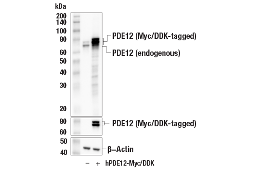 Western Blotting Image 4: PDE12 (E2V7J) Rabbit Monoclonal Antibody