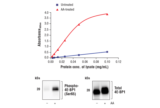 ELISA Image 1: FastScan<sup>™</sup> Phospho-4E-BP1 (Ser65) ELISA Kit