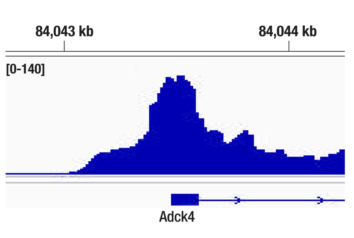 undefined Image 2: Fos Family Antibody Sampler Kit