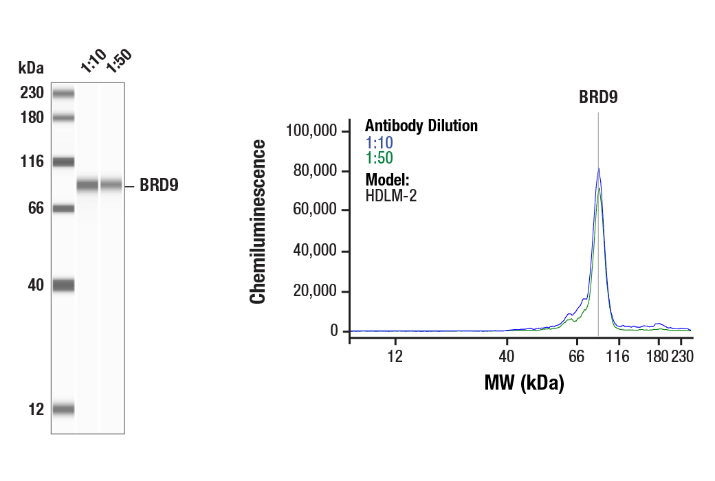 undefined Image 20: Non-Canonical BAF Complex Antibody Sampler Kit