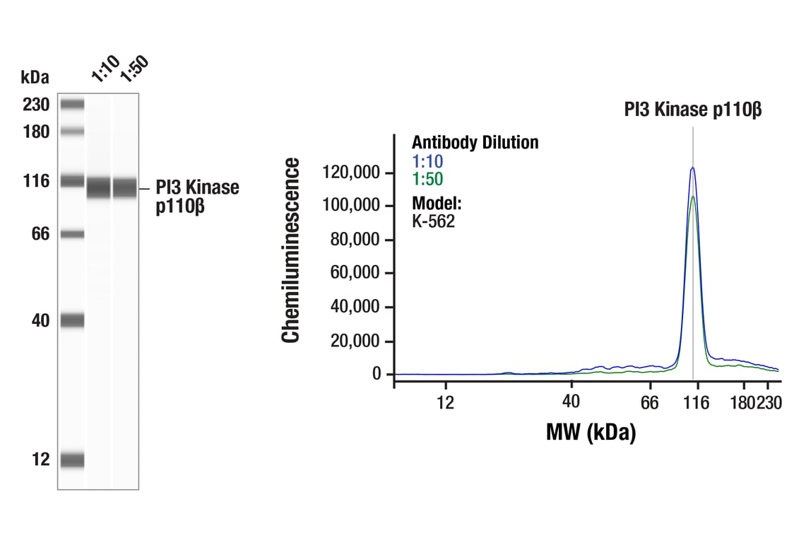 Western Blotting Image 1: PI3 Kinase p110 beta (C33D4) Rabbit Monoclonal Antibody