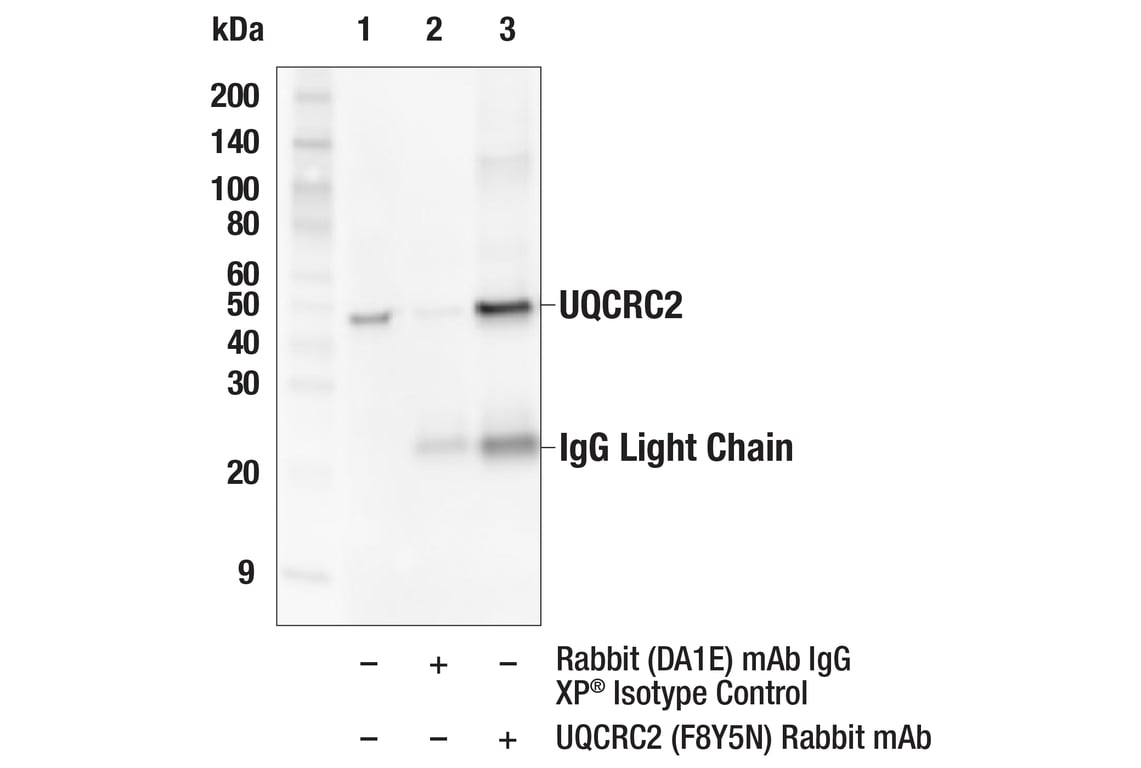 Immunoprecipitation Image 1: UQCRC2 (F8Y5N) Rabbit Monoclonal Antibody