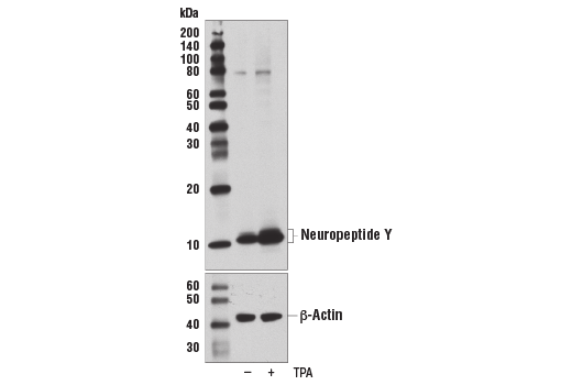 Western Blotting Image 4: Neuropeptide Y (D7Y5A) Rabbit Monoclonal Antibody (BSA and Azide Free)