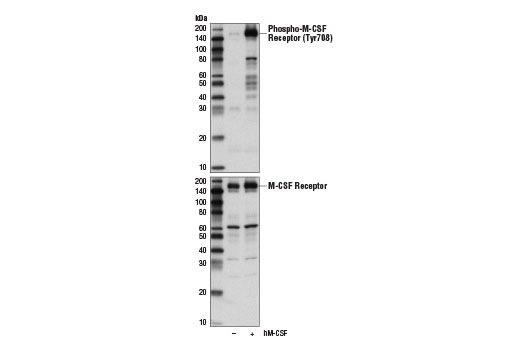 Western Blotting Image 1: Phospho-CSF-1R/M-CSF-R (Tyr708) (D5F4Y) Rabbit mAb