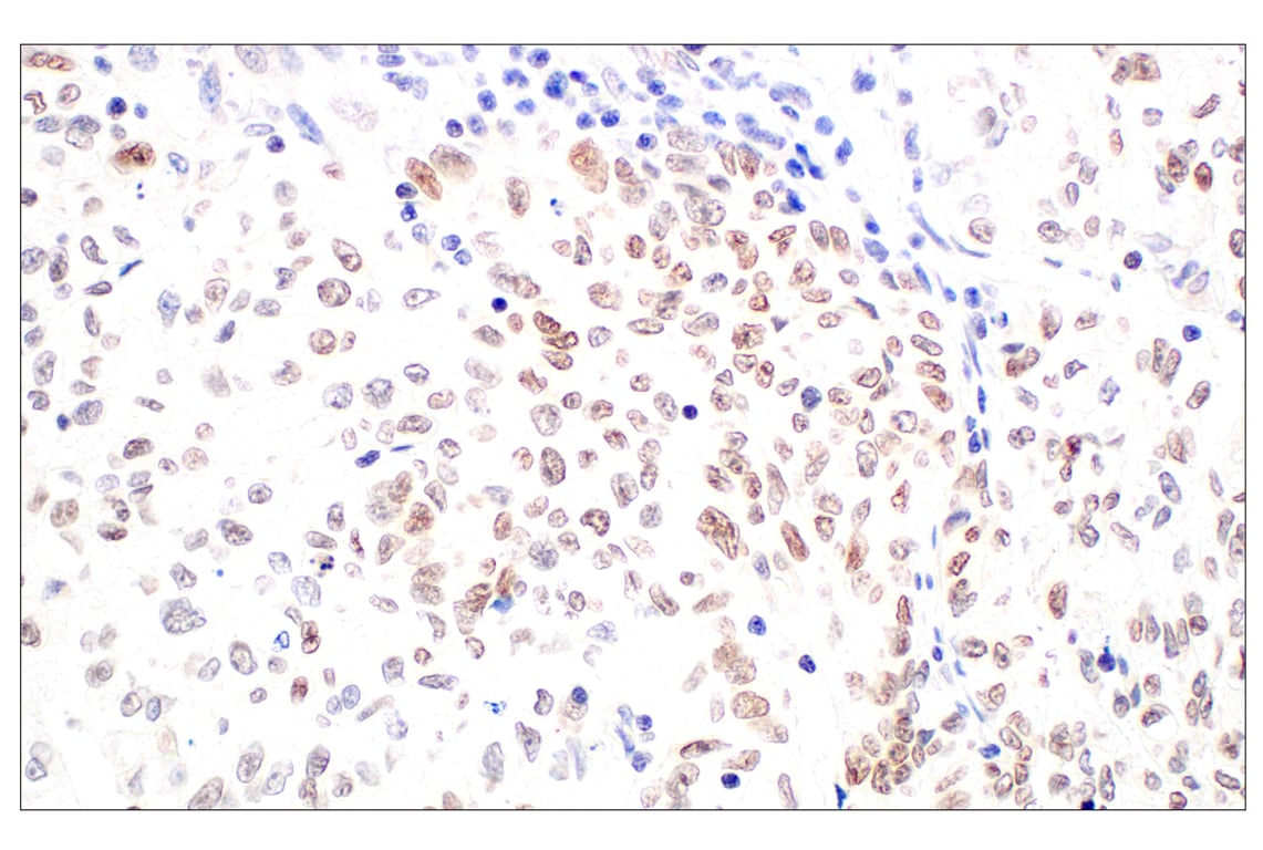 Immunohistochemistry Image 4: POM121 (E3W3J) Rabbit Monoclonal Antibody