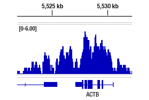 Chromatin Immunoprecipitation Image 1: Ubiquityl-Histone H2B (Lys120) (D11) Rabbit Monoclonal Antibody